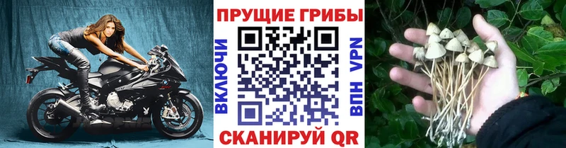 Псилоцибиновые грибы мицелий  как найти наркотики  Южно-Сухокумск 